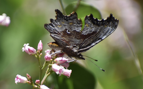 iNaturalist observation photo of Hoary Comma