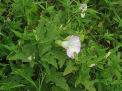 Calystegia silvatica fraterniflora