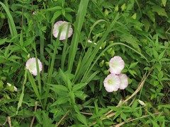Calystegia silvatica fraterniflora