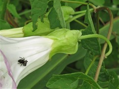 Calystegia silvatica fraterniflora