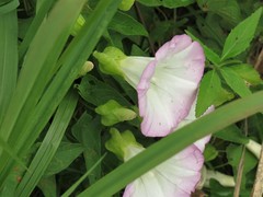 Calystegia silvatica fraterniflora