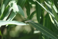 Arabicnemis caerulea