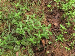 Spermacoce dasycephala