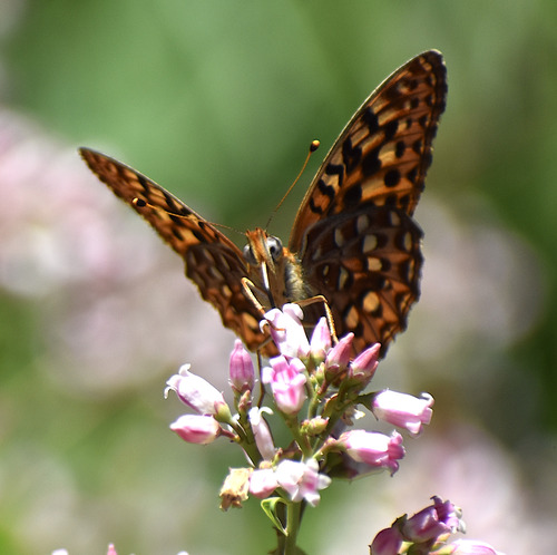 iNaturalist observation photo of Great Basin Fritillary