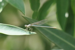Arabicnemis caerulea