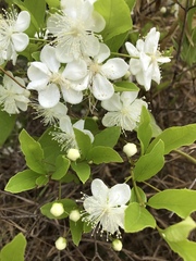 Campomanesia pubescens