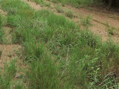 Paspalum praecox
