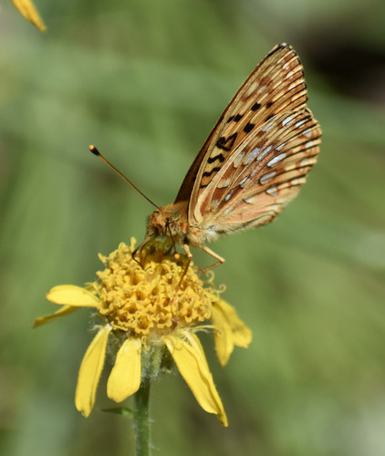 iNaturalist observation photo of Great Basin Fritillary