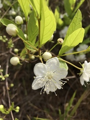 Campomanesia pubescens