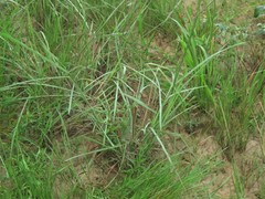 Paspalum praecox
