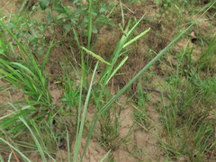 Paspalum praecox