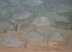 Bronze-Lined Rabbitfish photo 3