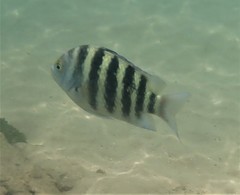 Abudefduf septemfasciatus