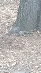 Sciurus carolinensis