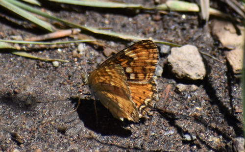 iNaturalist observation photo of California Crescent