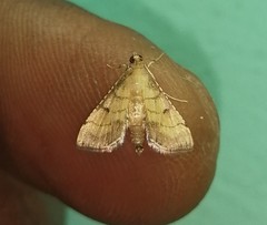 Cnaphalocrocis