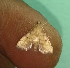 Cnaphalocrocis
