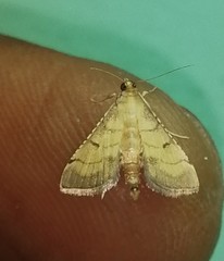 Cnaphalocrocis