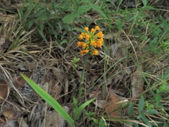 Platanthera cristata