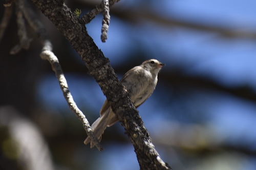 iNaturalist observation photo of Chipping Sparrow