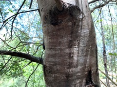 Acacia deanei