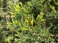 Acacia deanei