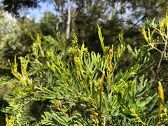 Acacia deanei