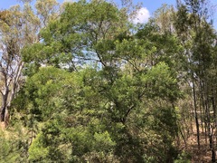 Acacia deanei