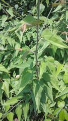 Wissadula amplissima