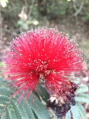 Calliandra dysantha