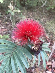 Calliandra dysantha