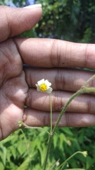 Wissadula amplissima