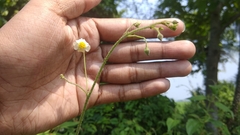 Wissadula amplissima