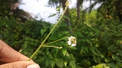 Wissadula amplissima