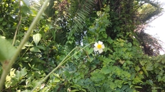 Wissadula amplissima