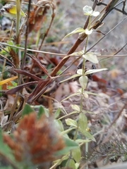 Cruciata glabra krylovii