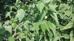 Wissadula amplissima