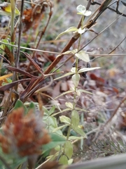 Cruciata glabra krylovii