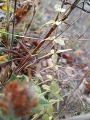 Cruciata glabra krylovii