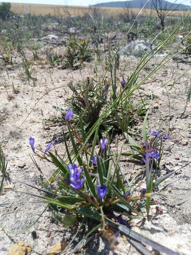 Image of Babiana secunda by (c) Jacques van der Merwe, some rights reserved (CC BY-SA)