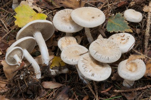 Representative image of Atractosporocybe