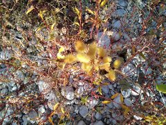 Xanthium orientale italicum