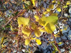 Xanthium orientale italicum