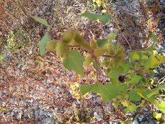 Xanthium orientale italicum