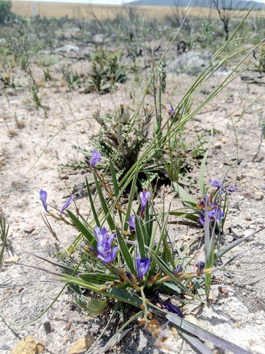 Babiana secunda
