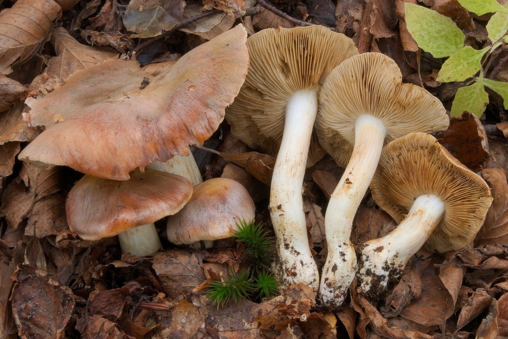 Variegati