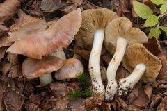 Cortinarius variegatus