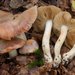 Cortinarius variegatus - Photo (c) Marco Floriani, some rights reserved (CC BY-NC), uploaded by Marco Floriani