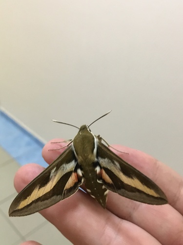 Bedstraw Hawkmoth