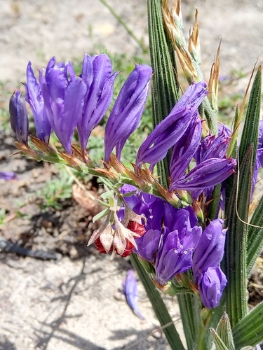 Babiana secunda